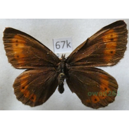 Erebia euryale (Esper, 1805) female Górówka euriala Czech67k